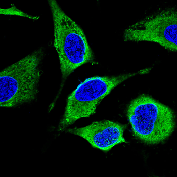 GSK3B Antibody