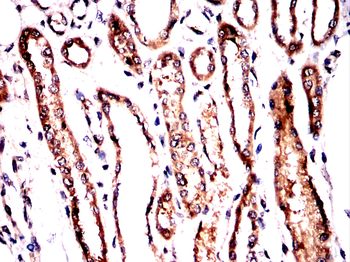 LRP1 Antibody