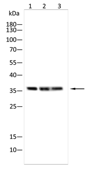 GLS Antibody