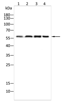 G6PD Antibody