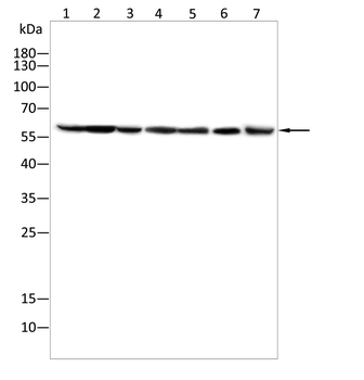 G6PD Antibody