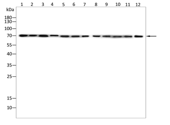 DMD Antibody
