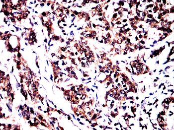 DMD Antibody