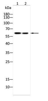 DMD Antibody