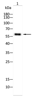 PKM Antibody