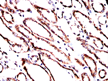 FDX1 Antibody