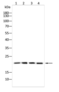 FDX1 Antibody