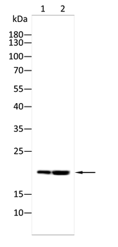 FDX1 Antibody