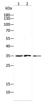 FDX1 Antibody