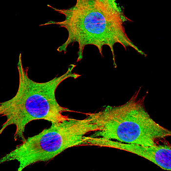 COMP Antibody