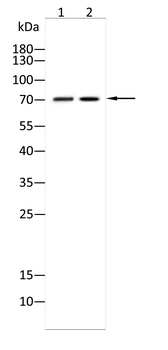 COMP Antibody