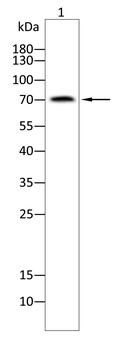 COMP Antibody