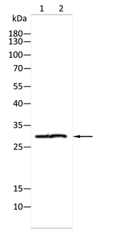 Noggin Rabbit Polyclonal Antibody