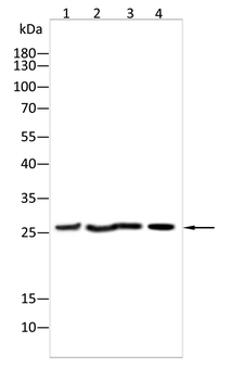 Noggin Rabbit Polyclonal Antibody