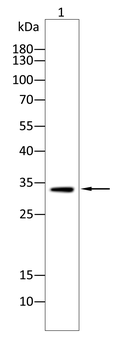 RPSA Antibody