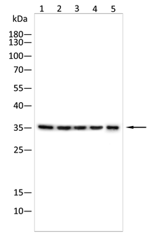 BCL2 Antibody