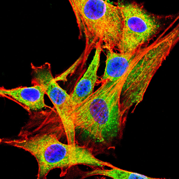 HMGCS2 Antibody