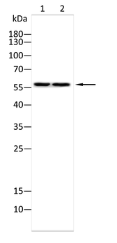 HMGCS2 Antibody