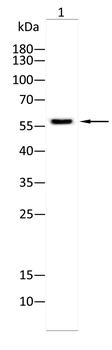 HMGCS2 Antibody