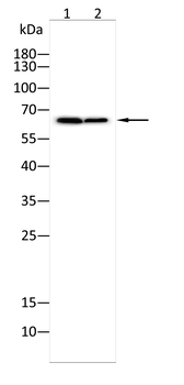SFPQ Antibody