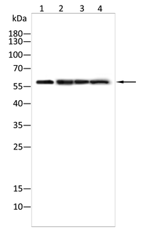 ANGPT1 Antibody