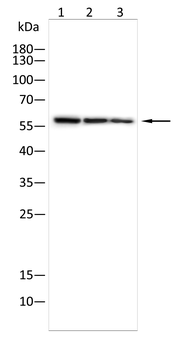 ANGPT1 Antibody