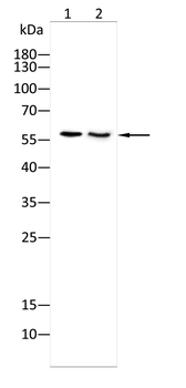 SLC1A5 Rabbit Polyclonal Antibody