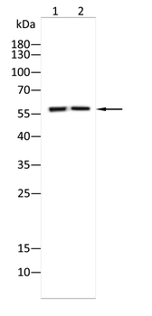 SLC1A5 Rabbit Polyclonal Antibody