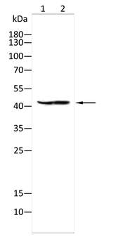 VSIG4 Antibody