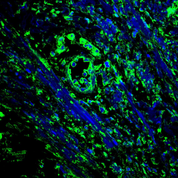 RXRA Antibody