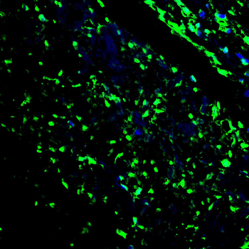 SP1 Antibody