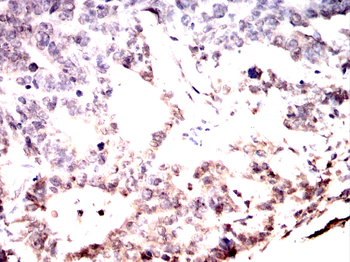 PTBP1 Antibody