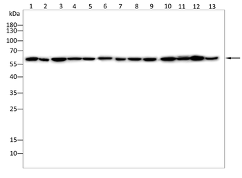 PTBP1 Antibody