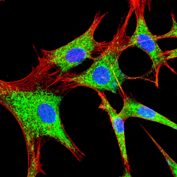SCGN Antibody