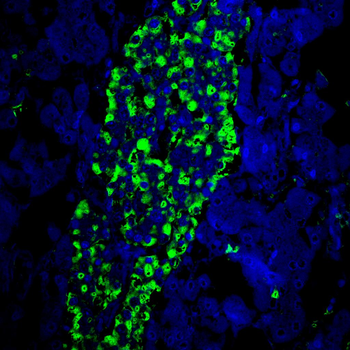 SCGN Antibody