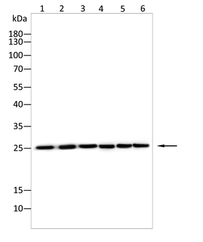 SCGN Antibody