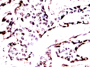 EHMT2 Antibody