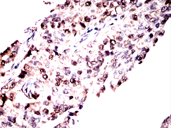 EHMT2 Antibody