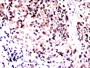EHMT2 Antibody