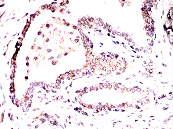 EHMT2 Antibody