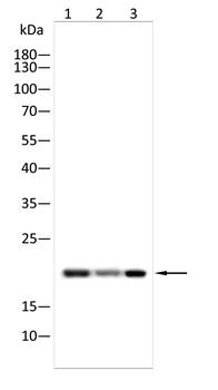 EHMT2 Antibody
