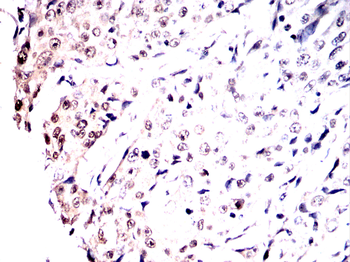 EHMT2 Antibody