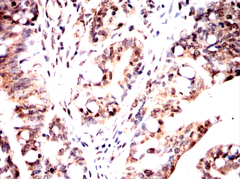 EHMT2 Antibody