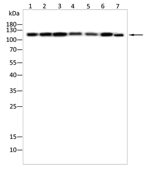 EHMT2 Antibody