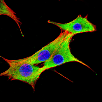 SNAP25 Antibody