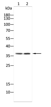 CD207 Antibody