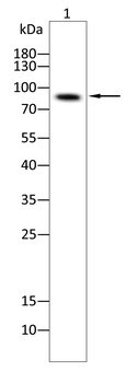 NCBP1 Antibody