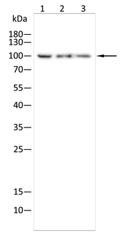 NRP2 Antibody
