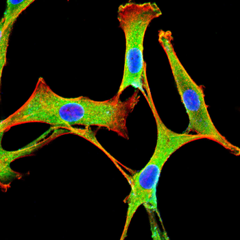 MT-CO1 Antibody
