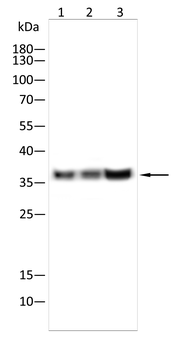 MT-CO1 Antibody